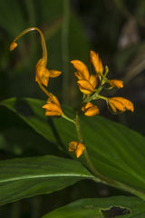 Globba marantina