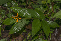 Globba marantina