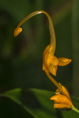 Globba marantina