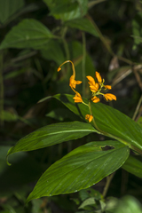 Globba marantina