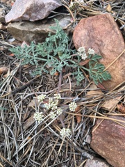 Lomatium nevadense parishii