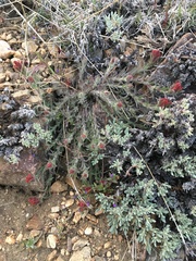 Castilleja cinerea