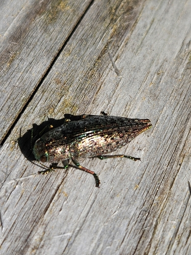 Flat-headed Hardwood Borer photo 4