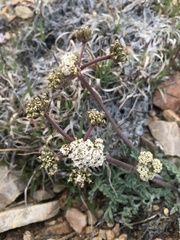 Lomatium nevadense parishii