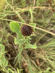 Borrichia