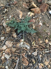 Lomatium nevadense parishii