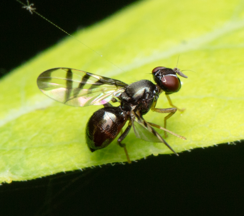 Rivellia michiganensis