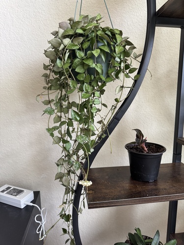 Hoya krohniana 'Eskimo' 2