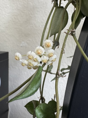 Hoya krohniana 'Eskimo' 3
