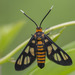 Hübner's Wasp Moth - Photo (c) budak, some rights reserved (CC BY-NC), uploaded by budak