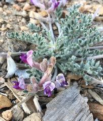 Astragalus leucolobus
