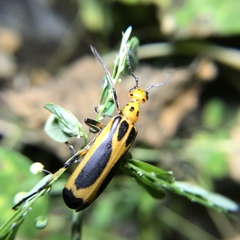 Pyrota sinuata