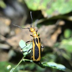 Pyrota sinuata