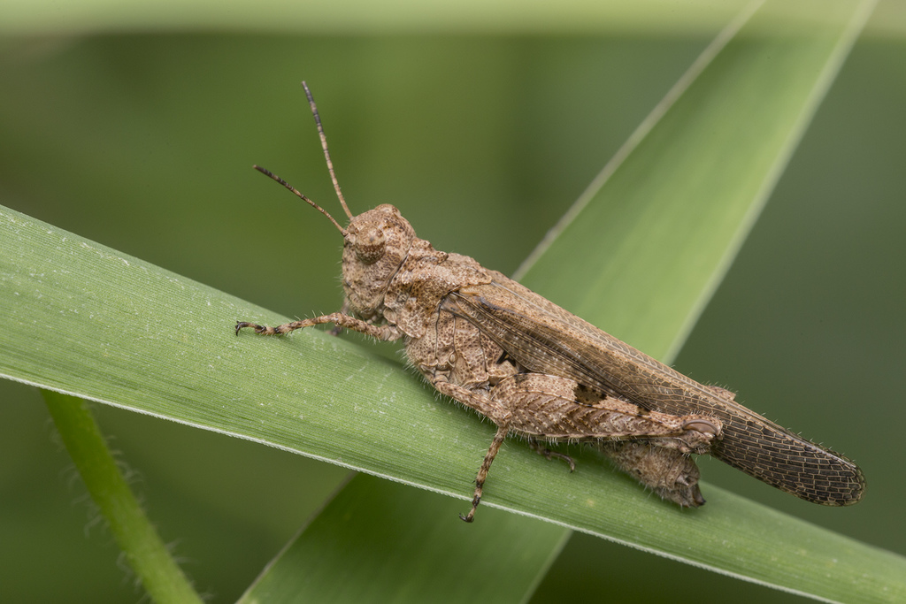 Carinate Locust