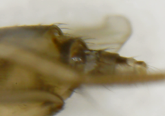 Phoridae