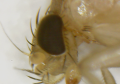 Phoridae