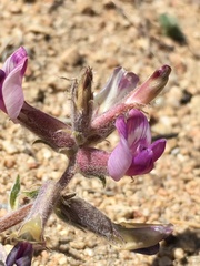 Astragalus leucolobus