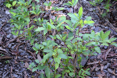 Erythroxylum coca