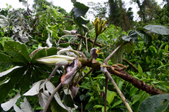 Cecropia pachystachya