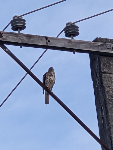 Fiji Goshawk (Tachyspiza rufitorques), photo 5