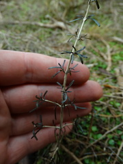Coprosma elatirioides