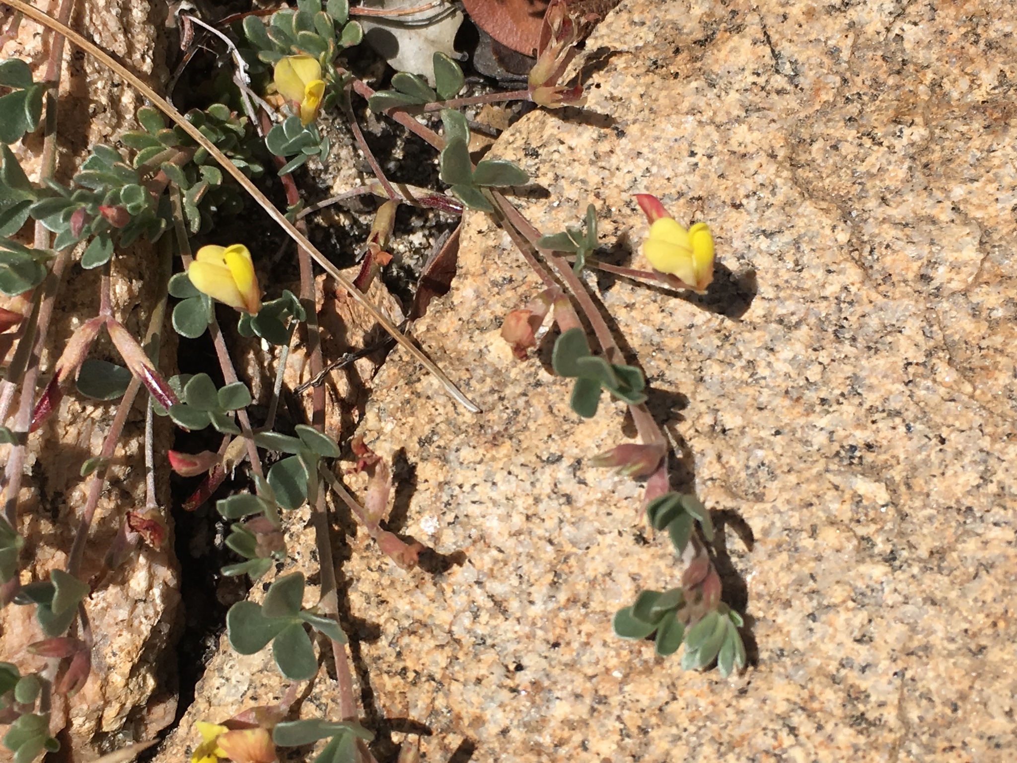 Acmispon argyraeus var. argyraeus
