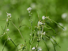 Lepidium sativum