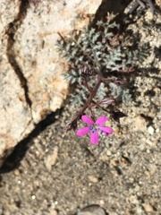 Gilia leptantha