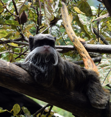 Saguinus imperator subgrisescens