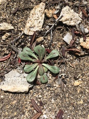 Acanthoscyphus parishii