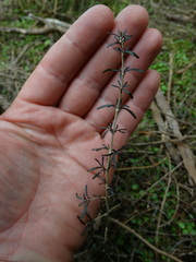 Coprosma elatirioides
