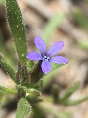 Allophyllum gilioides violaceum