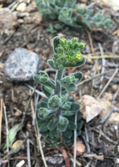 Draba corrugata