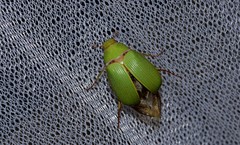 Xylonichus eucalypti