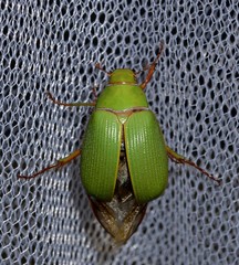 Xylonichus eucalypti