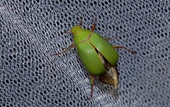 Xylonichus eucalypti