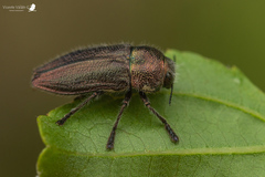 Tyndaris marginella
