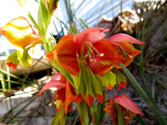 Gladiolus speciosus