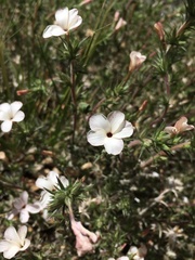 Linanthus