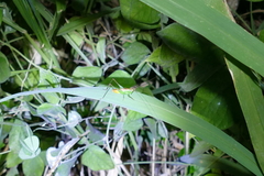 Conocephalus saltator