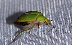 Xylonichus eucalypti