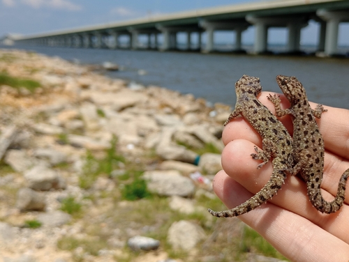 Spotted House Gecko, Biloxi, MS 39530, USA, photo 7 of 10