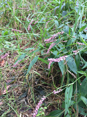 Persicaria cespitosa