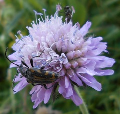 Brachyta interrogationis