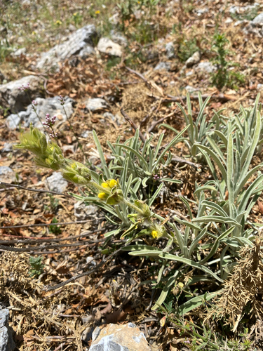 Avistamiento Phlomis lychnitis
