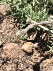 Hymenopappus filifolius lugens