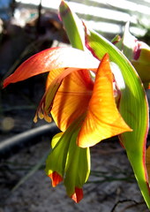 Gladiolus speciosus