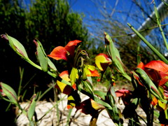 Gladiolus speciosus