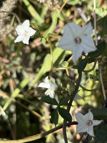 Ipomoea hochstetteri observed 2025-04-29