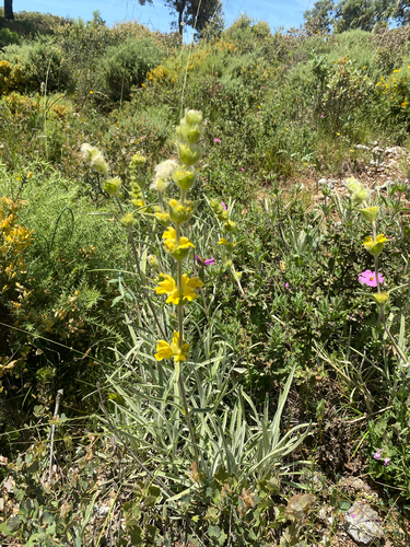 Avistamiento Phlomis lychnitis